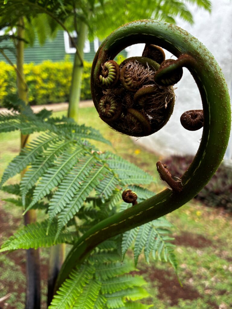 Taveuni Breeze garden Koru